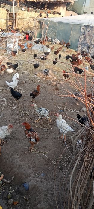 Товук ва жужалар