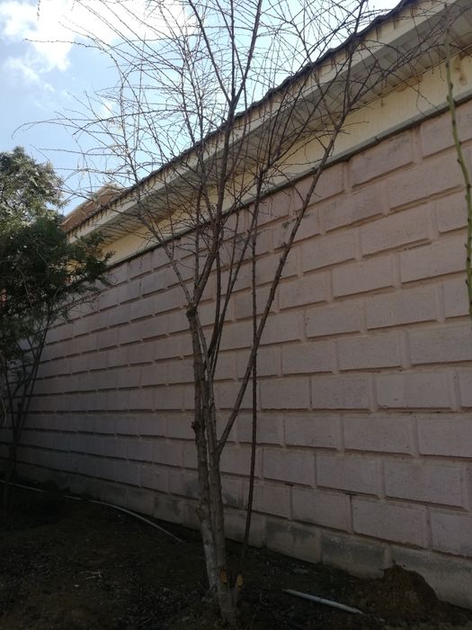 Деревья Барбарис