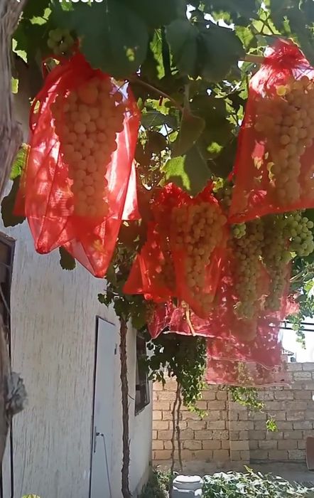 Жүзім көшеттері сатылады