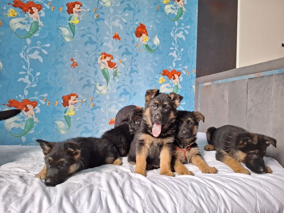 Щенки немецкой овчарки