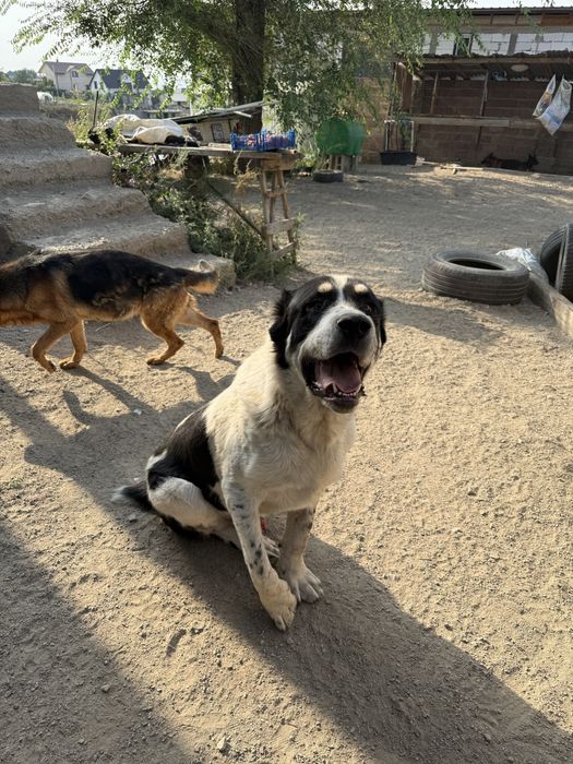 Среднеазиатская овчарка