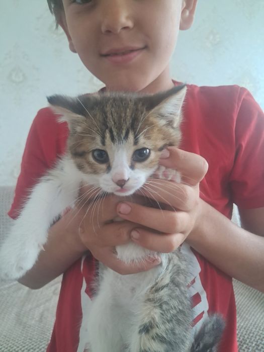 Отдам в добрые руки