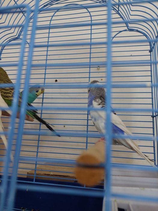 Попугаи волнистые