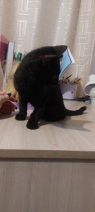 Отдам котёнка мальчика