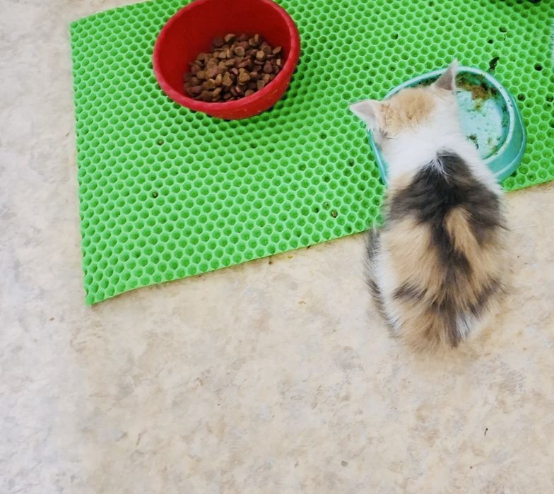 Отдам котенка, девочка трехцветная