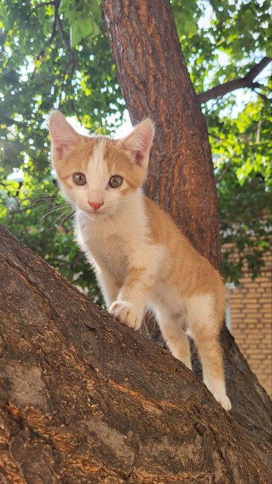 Мушук болачалари 2 ойлик