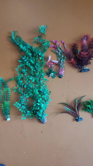 Аквариумное растения