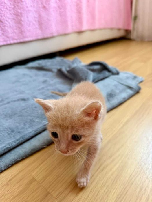 Котенца момче и момиче на 2 месеца търсят дом