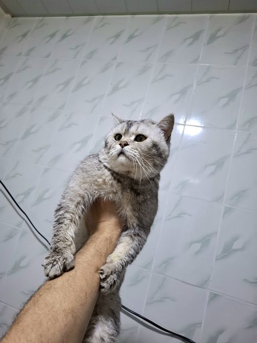 Продам срочно британский шиншилла серебристый страйт чистокровный маль