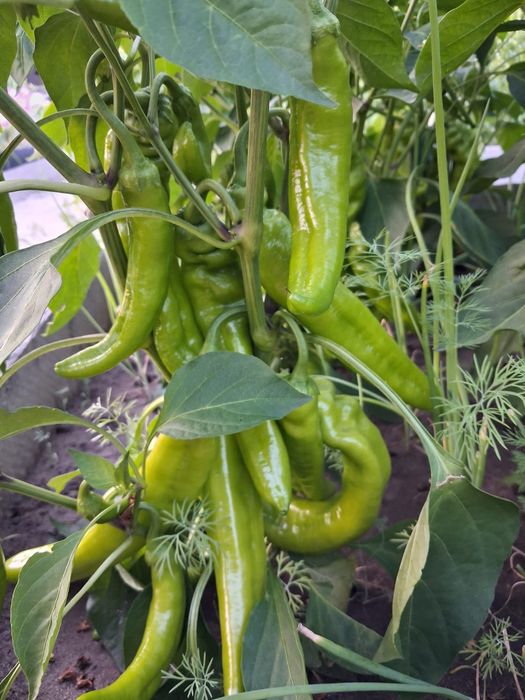 Перчик продам ,ещё на кусту