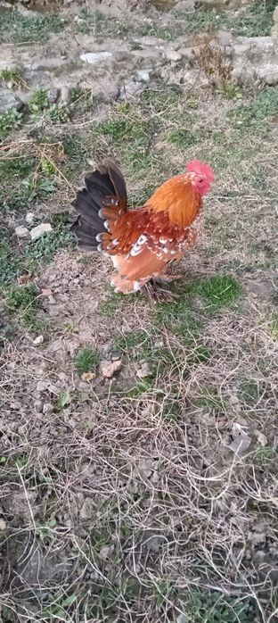 Vând 2 perechi de mii de florii la 125 lei/buc.