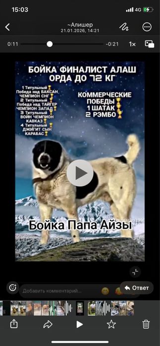 Алабая щенки Сао