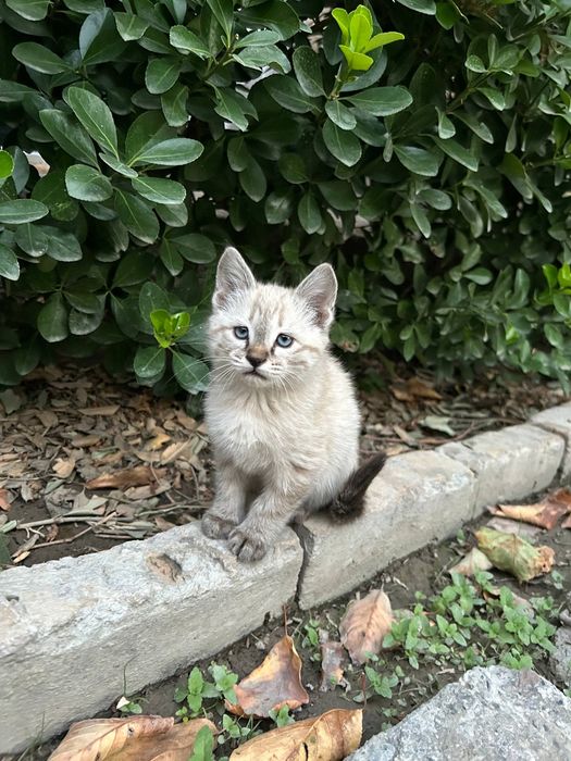 Милый красивый котёнок в добрые руки бесплатно город Самарканд