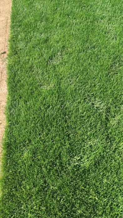 Газон рулоный семеной