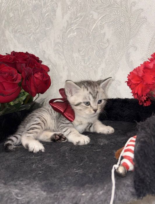Шиншилла Мальчик, котенок 1,5 мес