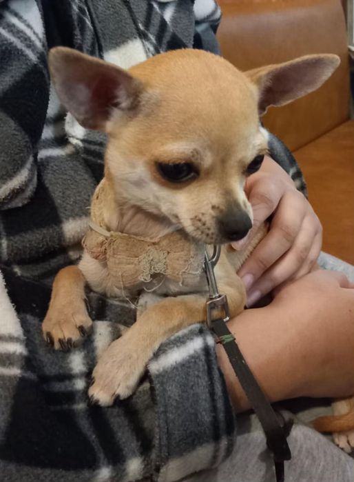 Куче чихуахуа женско