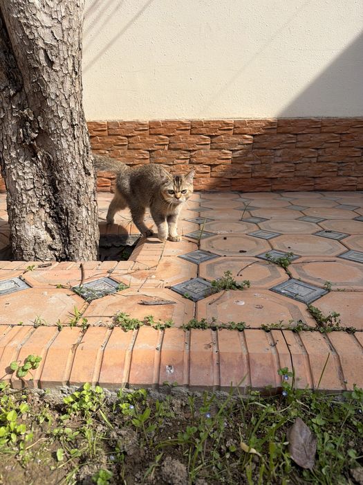 Мушук сотилади узимники уй аллергиям кийнавоти ушанчун сотвоман