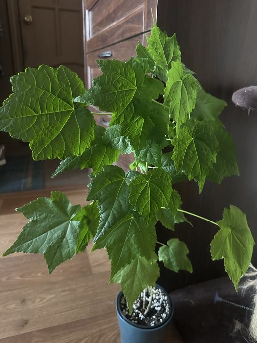 Продам комнатеые цветы  цены разные.