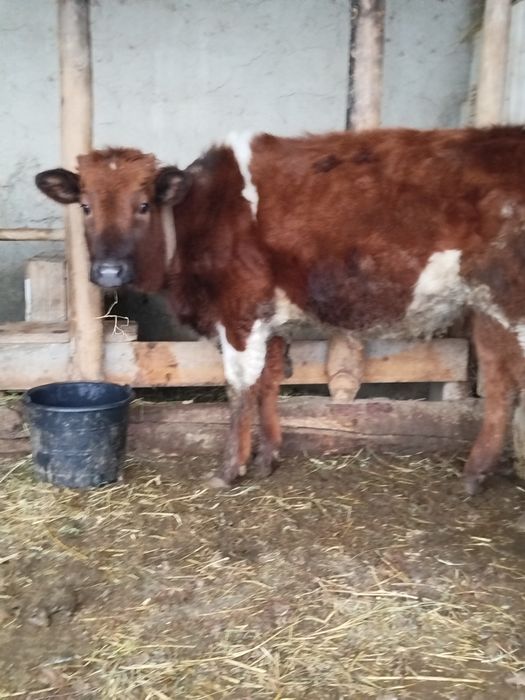 Boʻydor gʻunojin sotiladi