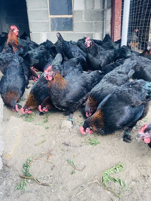 Oua incubat Marans Negru Aramiu