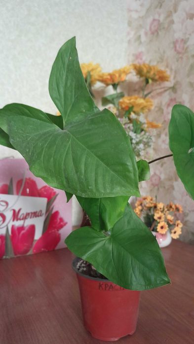 Сингониум зеленый