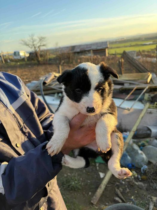 Кученца Бордър коли