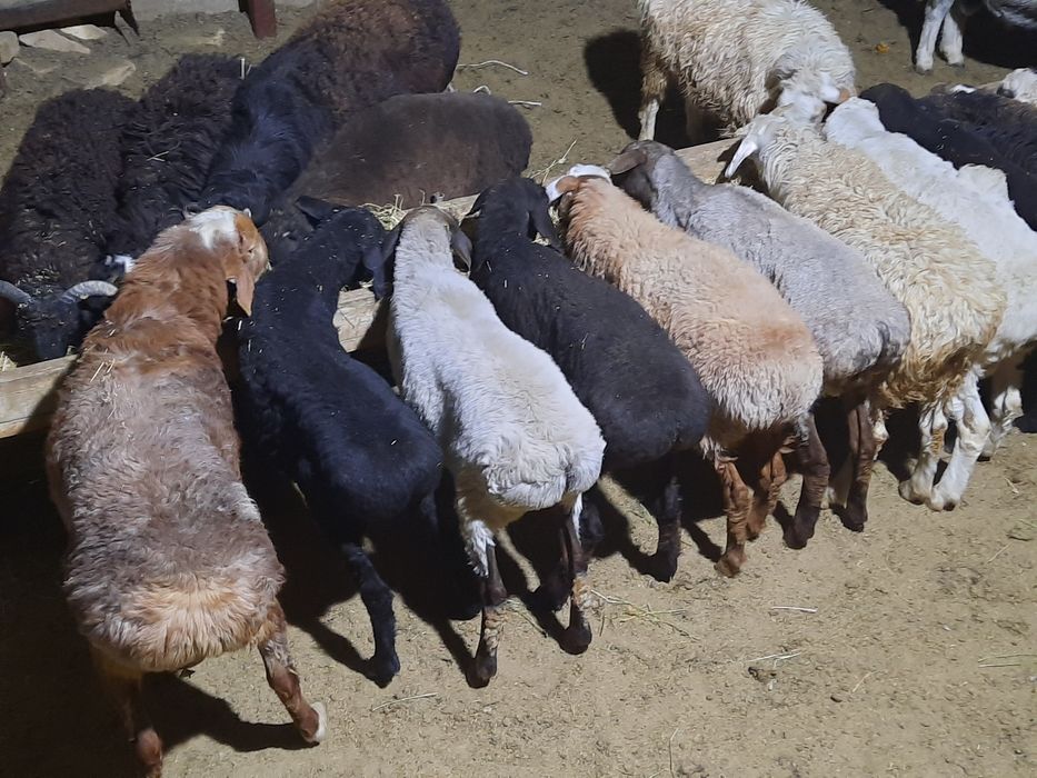 Кой токты тусак кошкар