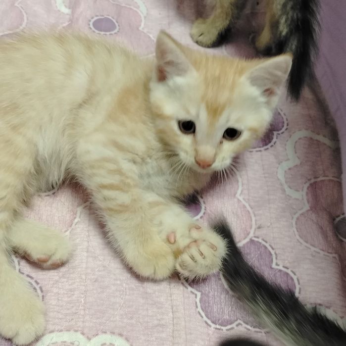 Котята 2000. Мама британка