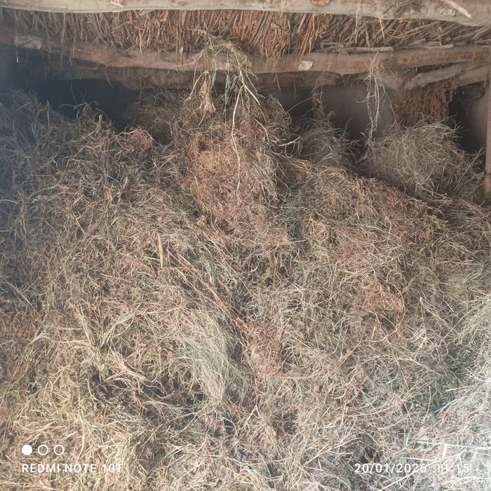 Beda va mayda o'tlar sotiladi