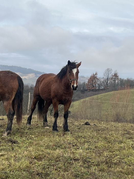 De vanzare 2 manze una de 2 ani una de. 3
