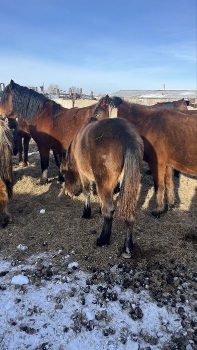 Еркек жабағы 2025