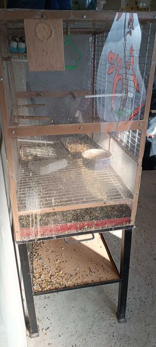 2 perechi papagali Agapornis + colivie mare cu 2 cuiburi