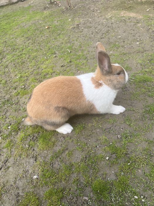 Кролик Голадский,породистый