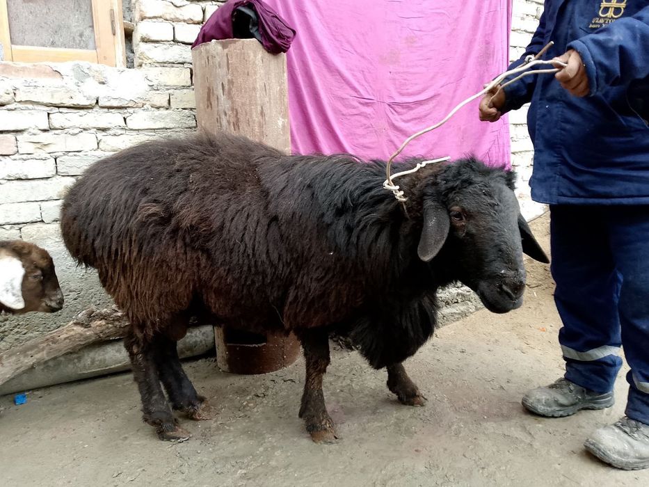 Qora qo'chqor sotiladi