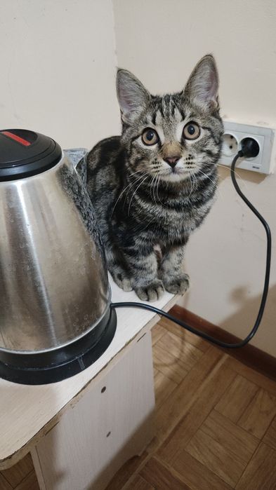 Котенок мальчик в надёжные руки