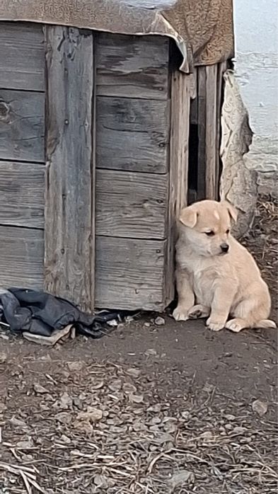 Звонкие девчонки ищут дом