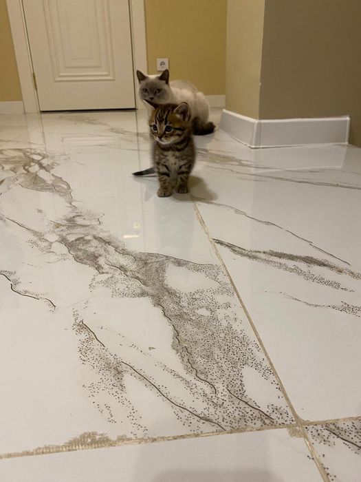 Продается котёнок срочно!!!