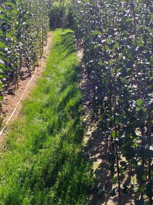 Pomi fructiferi diferite soiuri disponibili Simburesti olt!