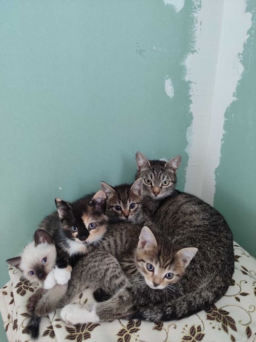Отдам милых котят