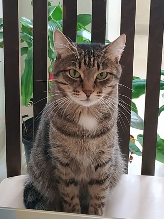 Отдам кота в добрые руки