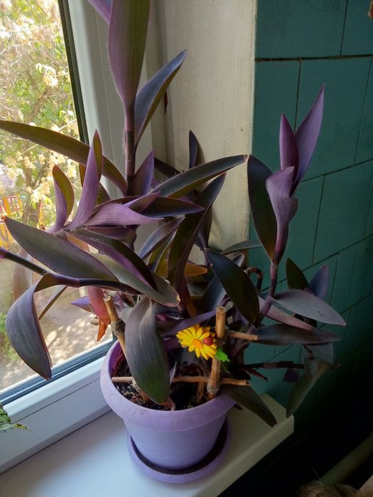 Комнатный цветок