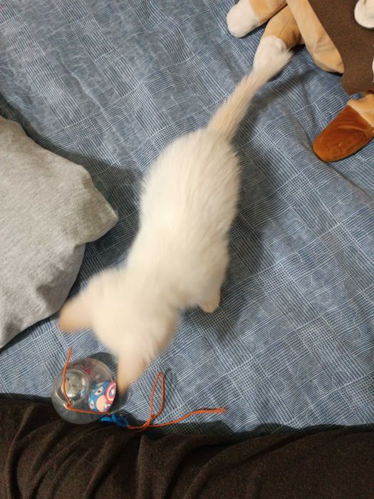 Отдам котят добрым людям