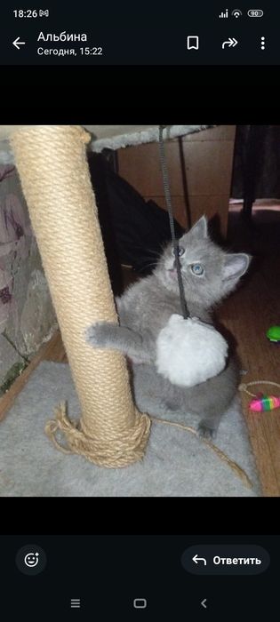 Страйт 1 месяц .  Приученны.