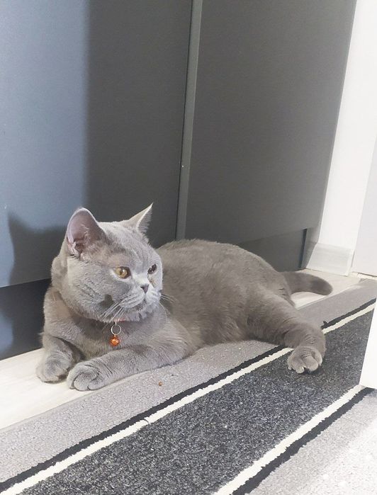 British Shorthair (British Blue) zoti, juda chiroyli mushukcha sotilad
