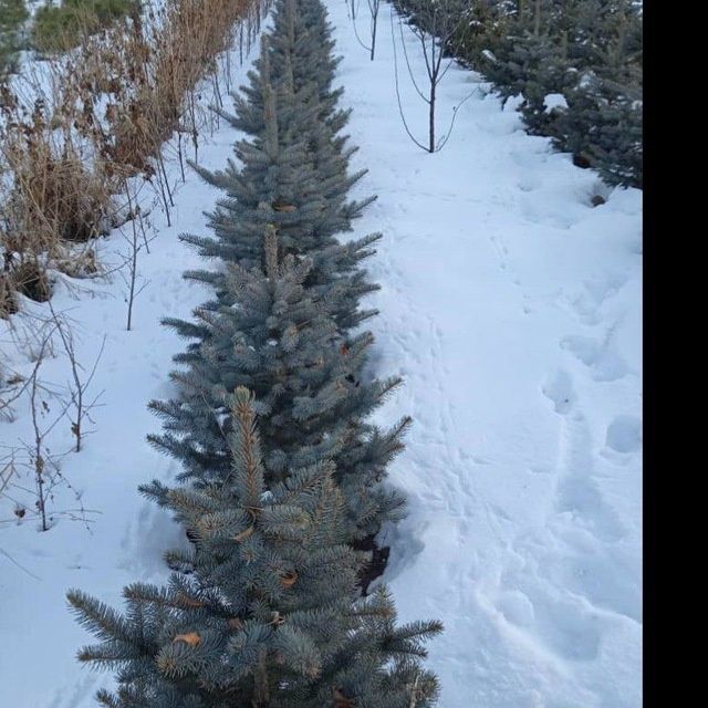 Голубая ел арчаси