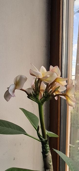 Плюмерия цветы вечной Любви ,Орхидеи