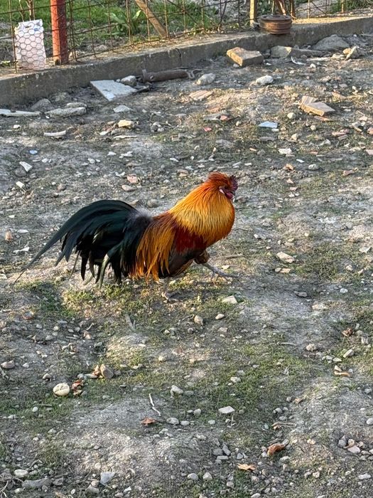 Cocoși Phoenix adulți