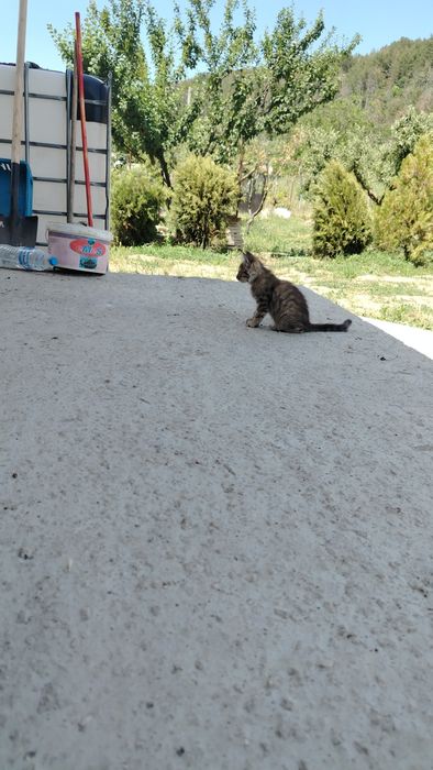 Подарява Котенца
