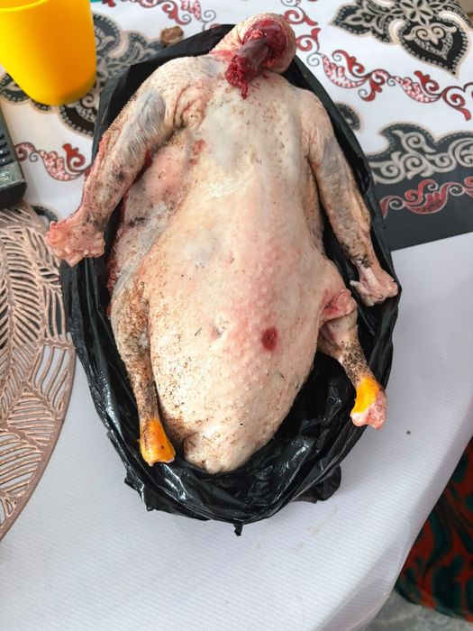 Дикий гусь аркалык