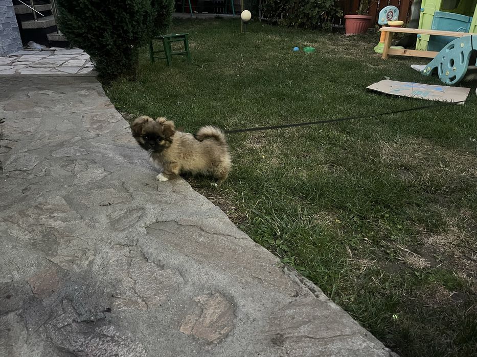 Куче Пекинез мъжко